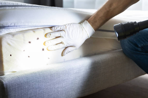 Best Affordable Pest Control Services  in Drum Point, MD