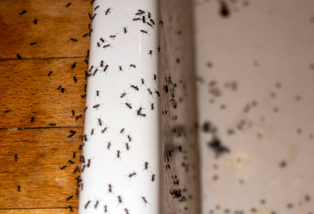 Bird Control in Drum Point, MD