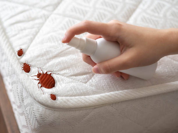 Best Pest Removal Services  in Drum Point, MD